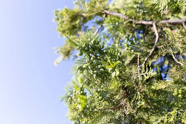 Schöner Zweig Eines Thujas Auf Der Natur — Stockfoto