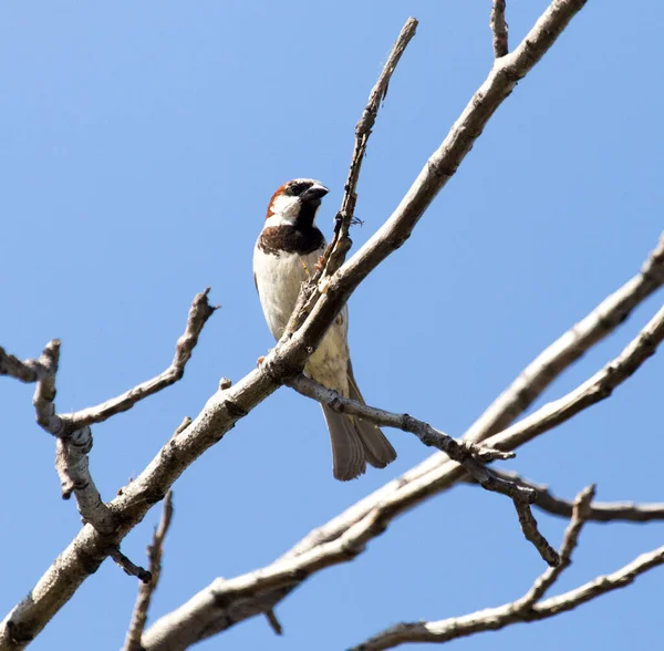 Sparrow Een Boom Tegen Blauwe Lucht — Stockfoto