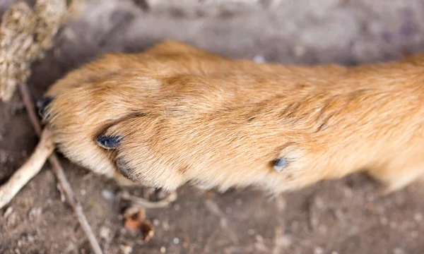 Dog Paw Macro Park Nature — Stock Photo, Image