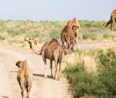 Çöldeki deve kervanı. Doğadaki parkta.