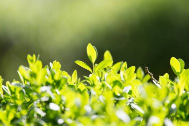 İlkbaharda bir çalılıkta genç yapraklar .