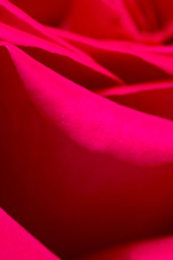 Arka plan olarak kırmızı gül yaprakları. makro .