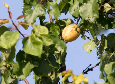 Olgun kayısılar doğada ağaçta. .