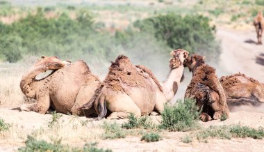 Develer doğanın tozunda yatar. .