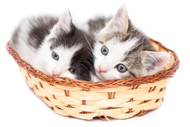 Beyaz arka planda sepette iki kedi yavrusu. .
