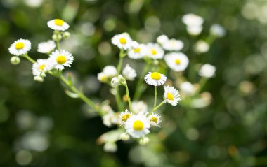 Doğada küçük papatyalar. Doğadaki parkta.
