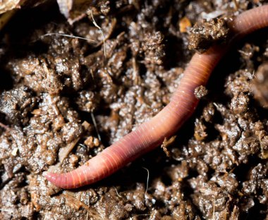 Gübre içindeki kırmızı solucanlar. Makro. Doğadaki parkta.