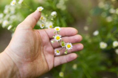 Doğada küçük papatyalar. Doğadaki parkta.