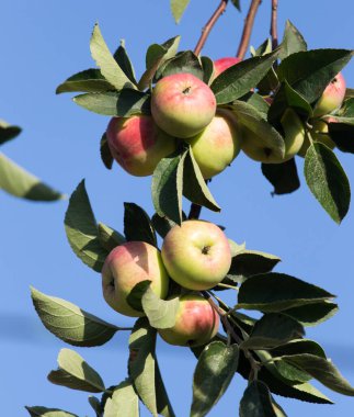 Ağaçtaki olgun elmalar. Doğadaki parkta.