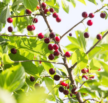 Olgun kirazlar doğadaki ağaçta .