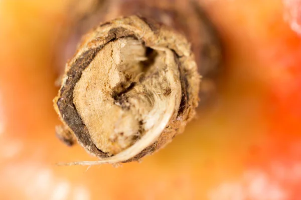 Granatäpple Som Bakgrund Supermakro Parken Naturen — Stockfoto