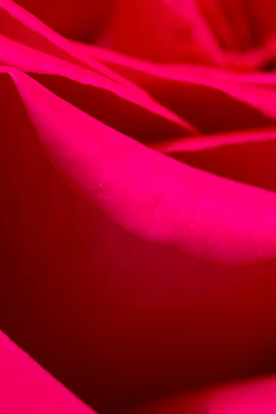 背景に赤いバラの花びら マクロ — ストック写真