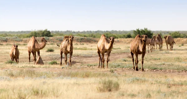 Caravana Camelos Deserto Parque Natureza — Fotografia de Stock