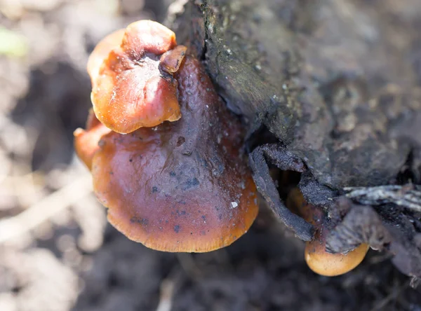 Funghi Ceppo Inverno Nel Parco Nella Natura — Foto Stock