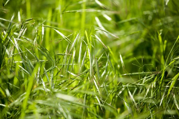 自然の草の上のトウモロコシの緑の耳は — ストック写真