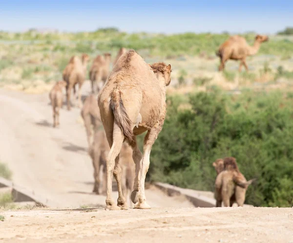 Caravana Camelos Deserto Parque Natureza — Fotografia de Stock