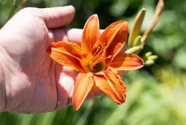 Flor Naranja Mano Naturaleza Parque Naturaleza — Foto de Stock