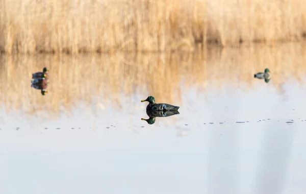 Agáchate Lago Parque Naturaleza — Foto de Stock