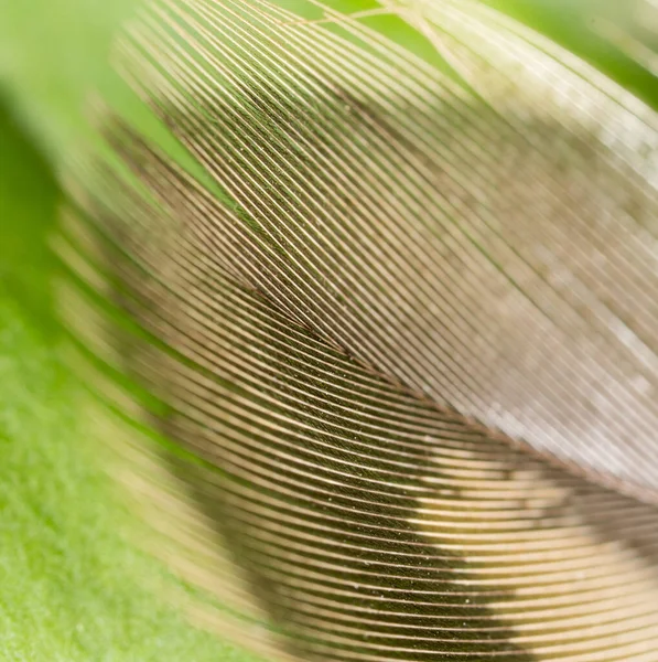 Plumas Sobre Fondo Verde Foto Una Textura Abstracta — Foto de Stock