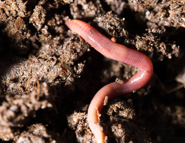 Gübre Içindeki Kırmızı Solucanlar Makro Doğadaki Parkta — Stok fotoğraf