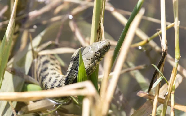 Had Přírodě Parku Přírodě — Stock fotografie