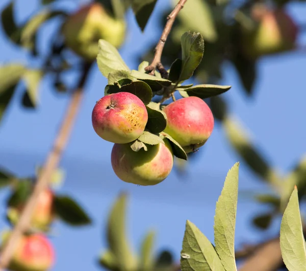 Dojrzałe Jabłka Drzewie Parku Przyrodzie — Zdjęcie stockowe