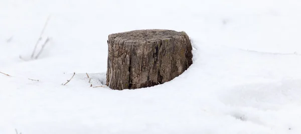 Viejo Tronco Árbol Nieve Invierno —  Fotos de Stock