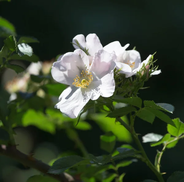 Vacker Vit Blomma Naturen Parken Naturen — Stockfoto