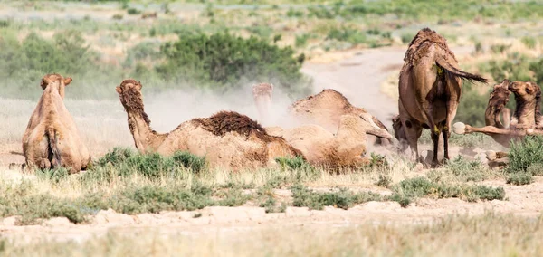 Camelos Jazem Natureza — Fotografia de Stock