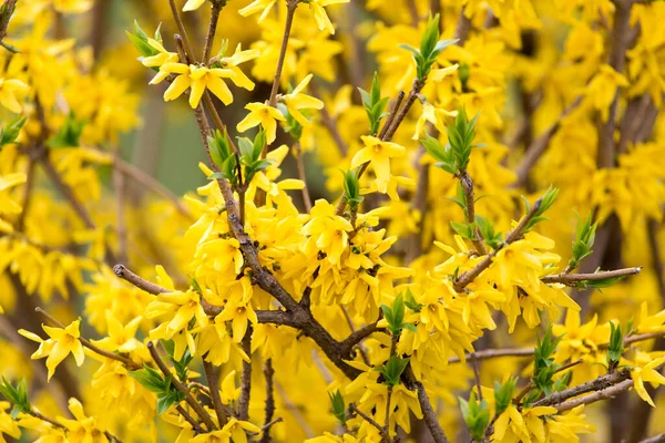 Flores Amarillas Árbol Naturaleza —  Fotos de Stock