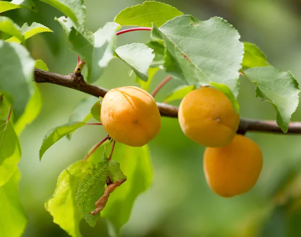 Ripe Yellow Apricot Tree Park Nature — Stock Photo, Image