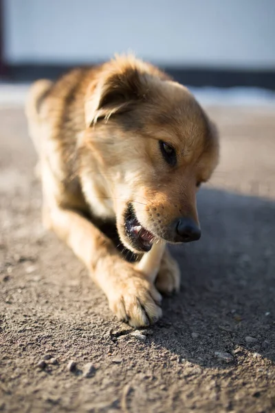 Köpek Doğada Bir Kemik Kemirir Doğadaki Parkta — Stok fotoğraf