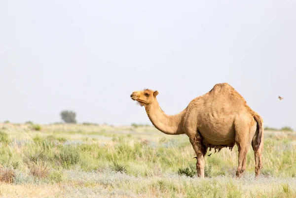 Ritratto Cammello Natura Nel Parco Nella Natura — Foto Stock