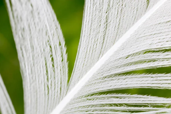 Plumas Sobre Fondo Verde Foto Una Textura Abstracta —  Fotos de Stock