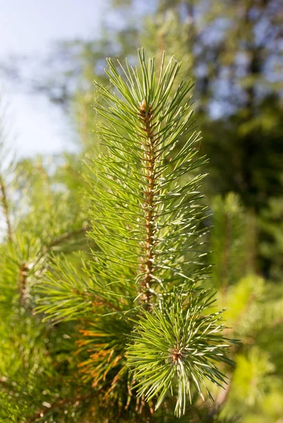 Fichten Park Auf Die Natur — Stockfoto