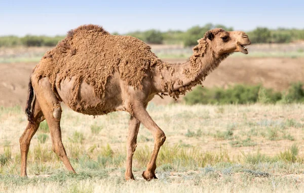 骆驼在自然界中的肖像 在大自然的公园里 — 图库照片