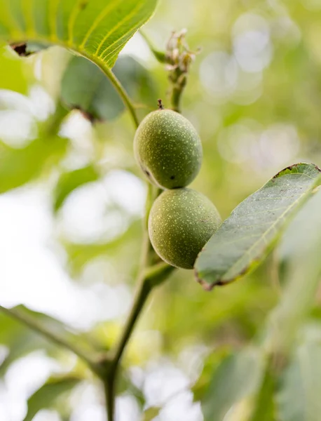 Des Noix Sur Arbre Dans Parc Dans Nature — Photo