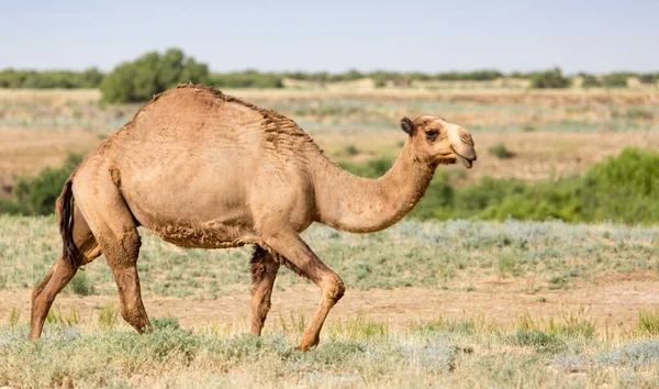 Porträt Eines Kamels Der Natur Park Der Natur — Stockfoto