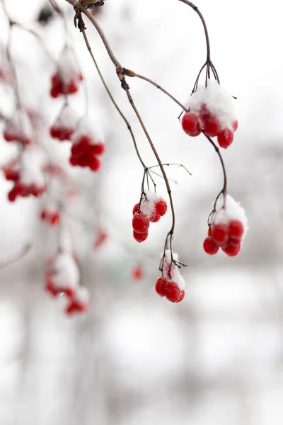 Kalina Red Snow Winter Nature — Stock Photo, Image