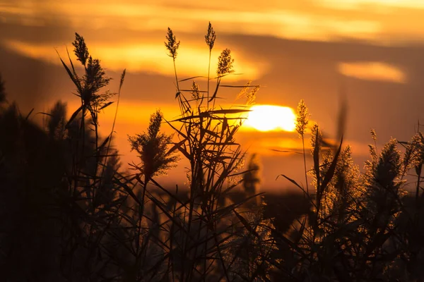 Bulrush Atardecer Parque Naturaleza — Foto de Stock