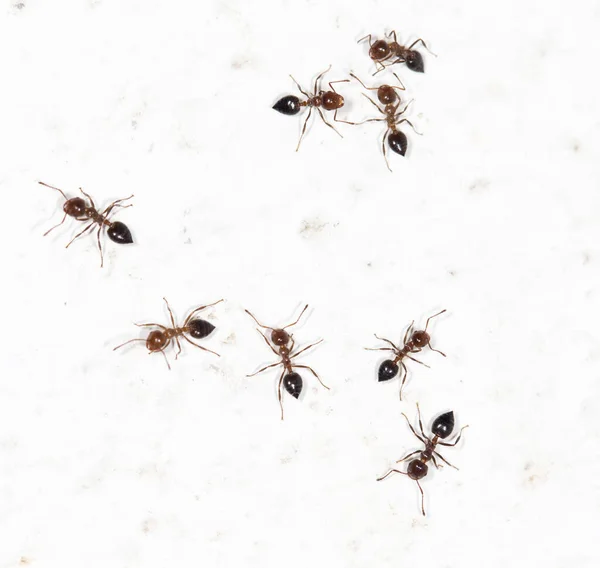 Formigas Uma Parede Branca Parque Natureza — Fotografia de Stock