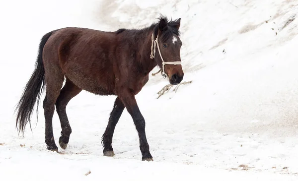 Cavallo Sulla Natura Inverno Nel Parco Nella Natura — Foto Stock