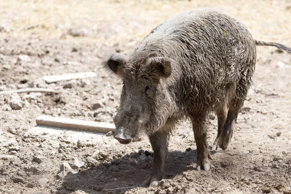 Wild Boar Park Nature Royalty Free Stock Images