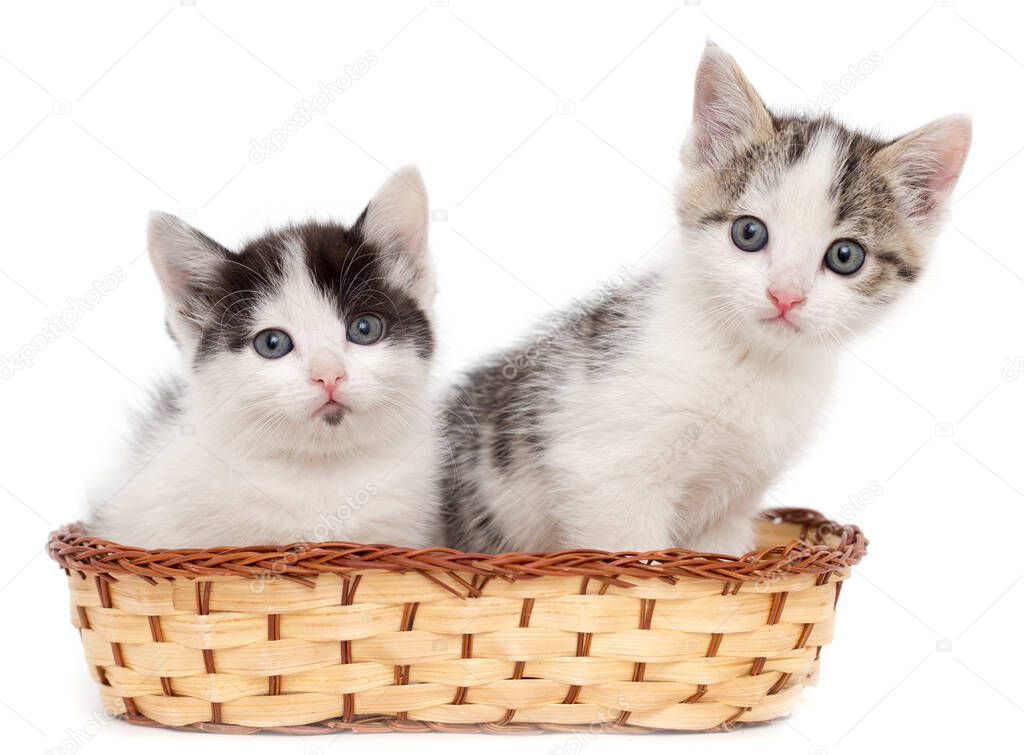 two kittens in a basket on a white background .