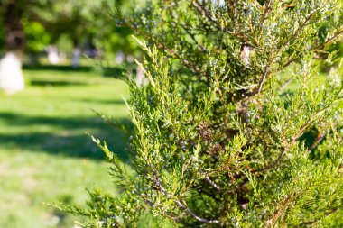 Bir eşkıyanın doğadaki güzel dalı .