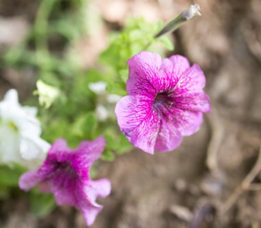 Doğadaki güzel pembe çiçek. Doğadaki parkta.