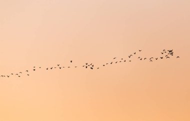 Gün batımında bir kuş sürüsü. Doğadaki parkta.