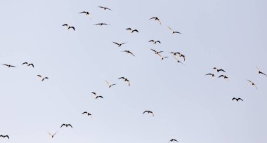 Gün batımında gökyüzünde bir martı sürüsü .