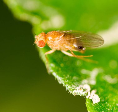 Yeşil bir yaprağın üzerinde uç. Doğadaki parkta.
