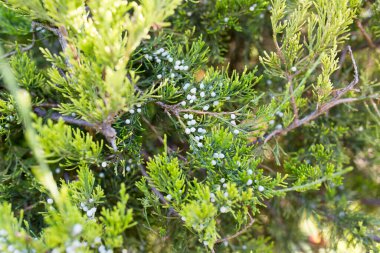 Bir eşkıyanın doğadaki güzel dalı .